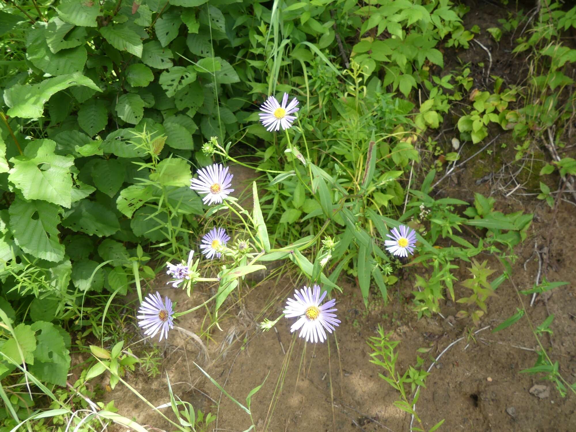 Image of <i>Symphyotrichum <i>novi-belgii</i></i> var. novi-belgii