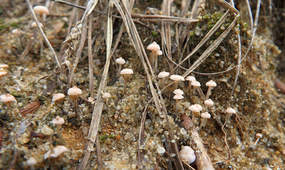 Image of Marasmiellus tricolor (Alb. & Schwein.) Singer 1948