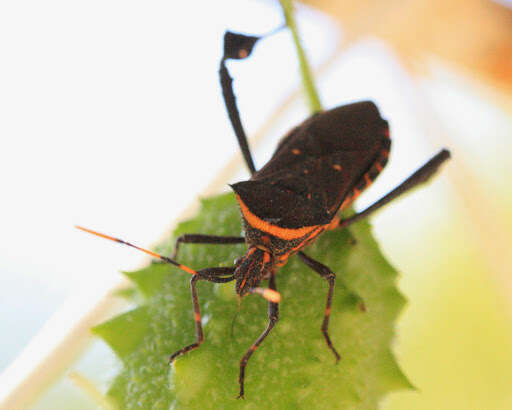 Image of Passionvine Bug