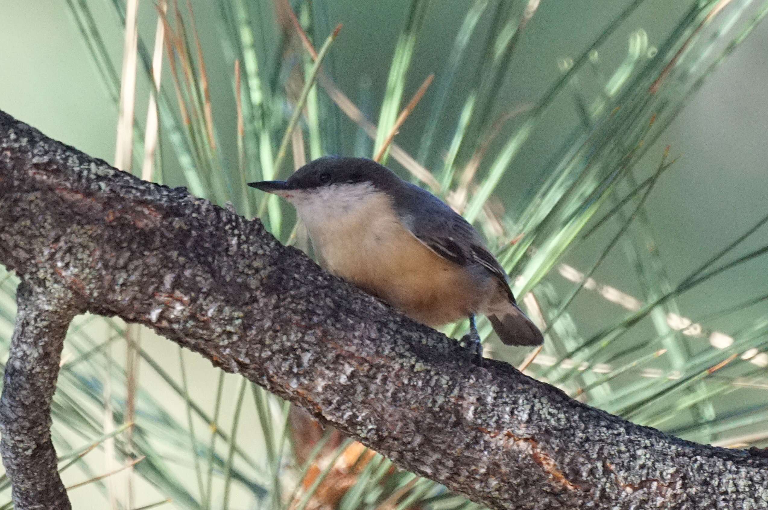 Image of Pygmy Nuthatch