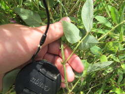 Desmodium canescens (L.) DC. resmi