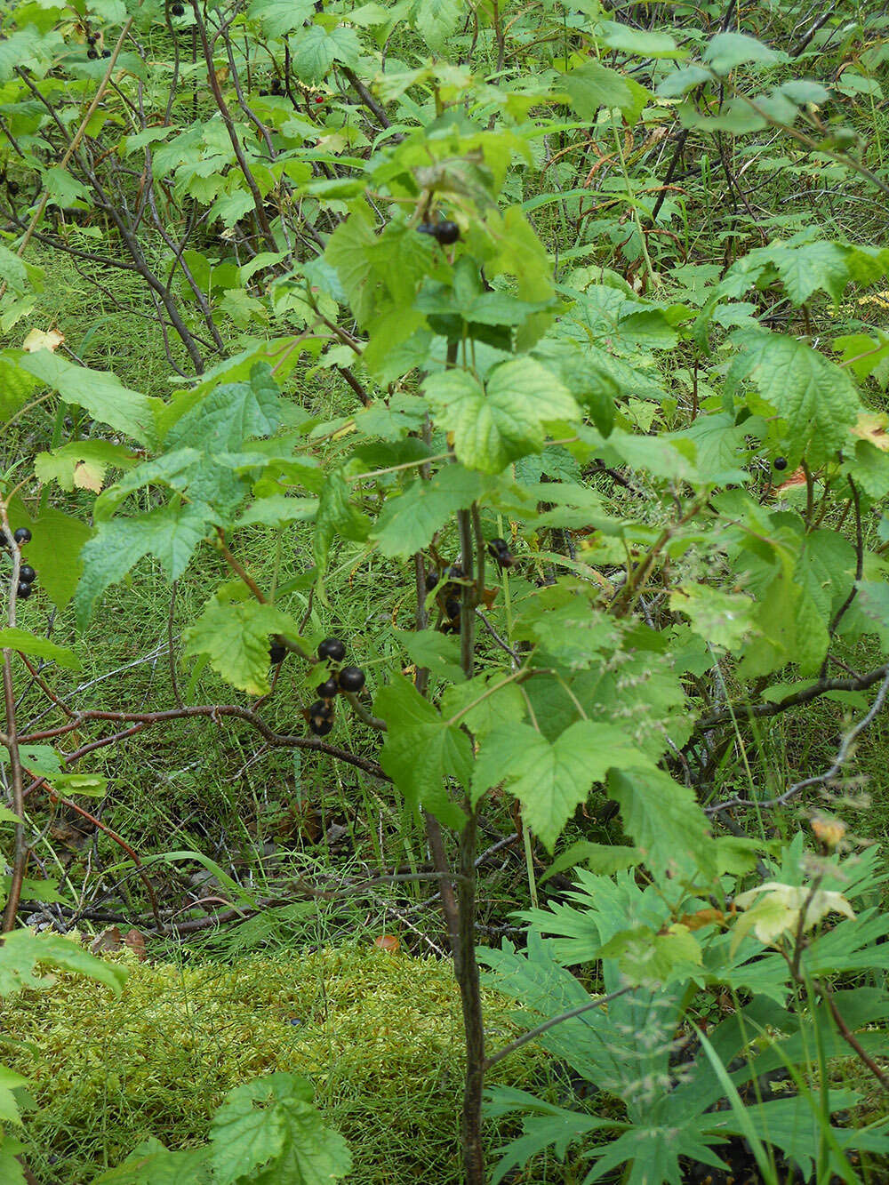 Image of Black Currant