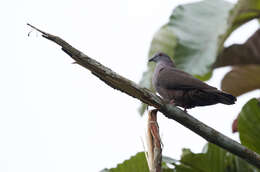 Image of Dusky Pigeon