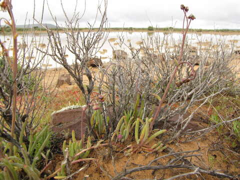 Image de Crassothonna