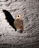 Image of Marsh Owl