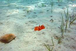 Image of bat-wing sea-slug