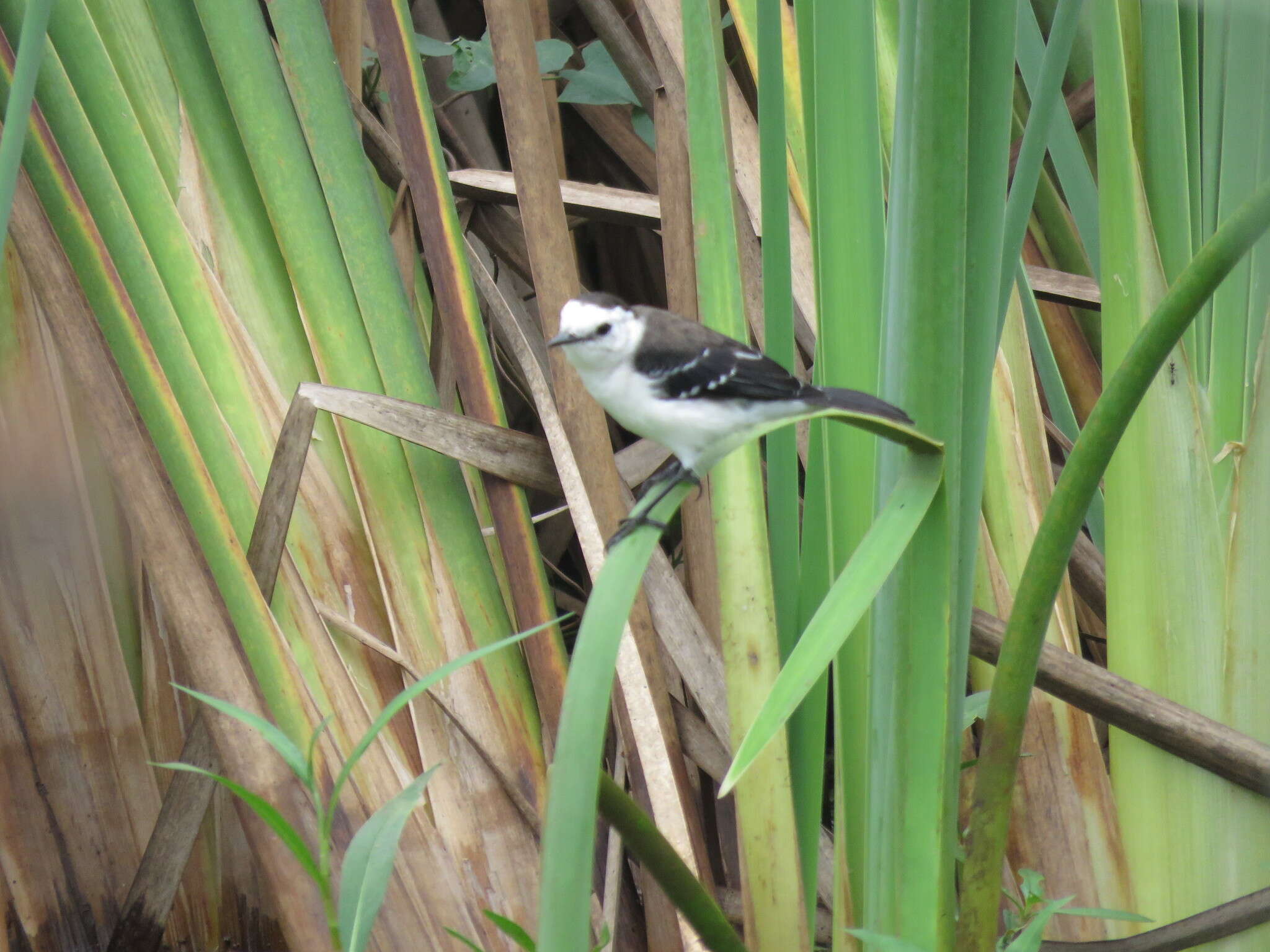 Image of Black-backed Water Tyrant