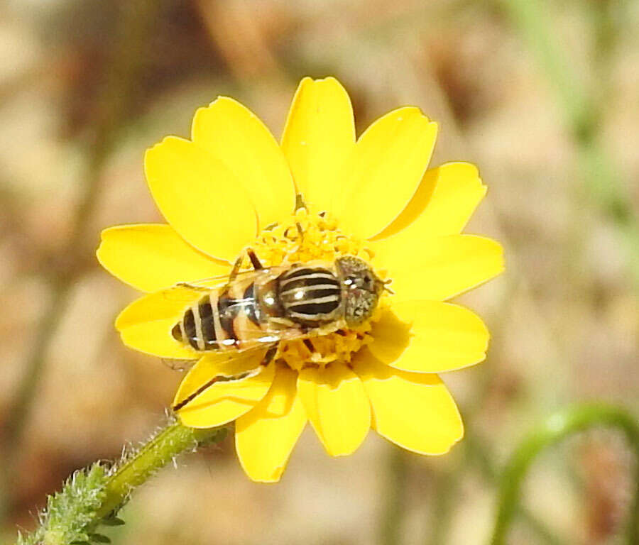 صورة Eristalinus megacephalus (Rossi 1794)