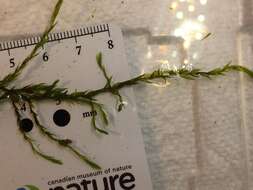Image of fontinalis moss
