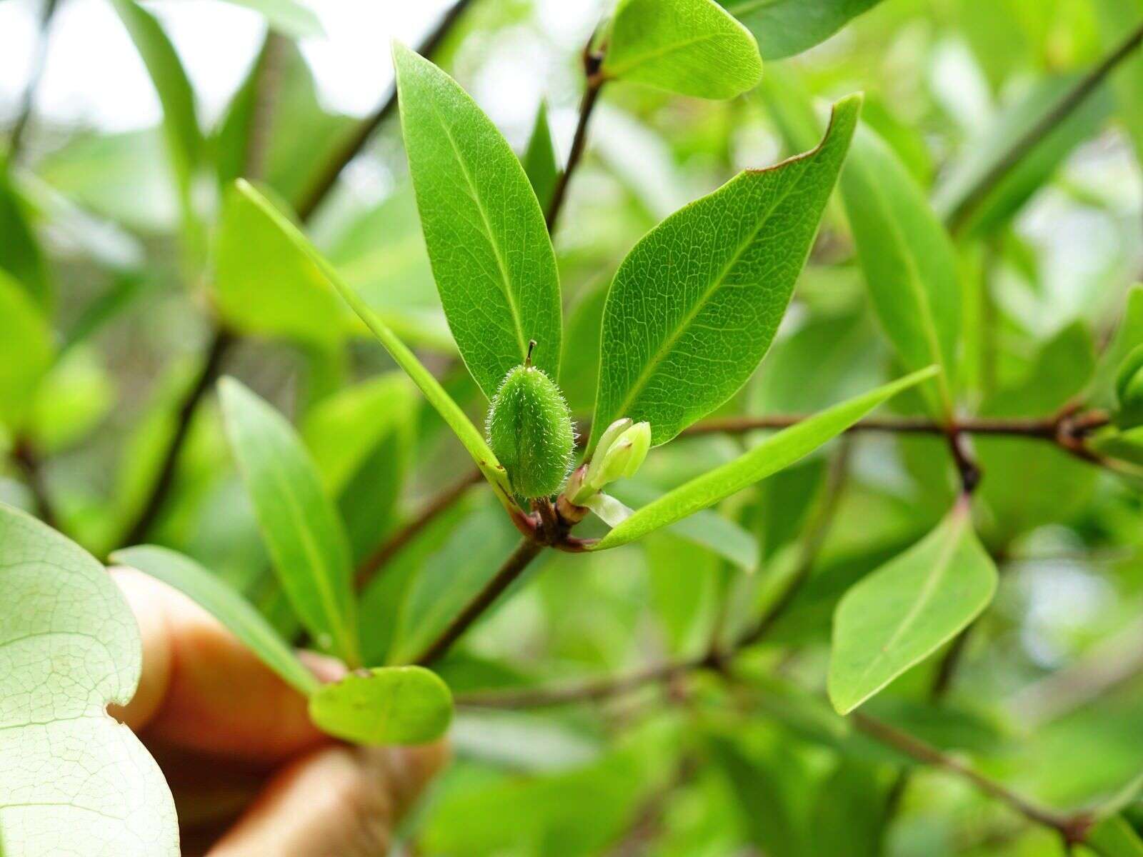 Sivun Pittosporum cornifolium A. Cunn. kuva