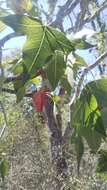 Image of Jatropha mahafalensis Jum. & H. Perrier