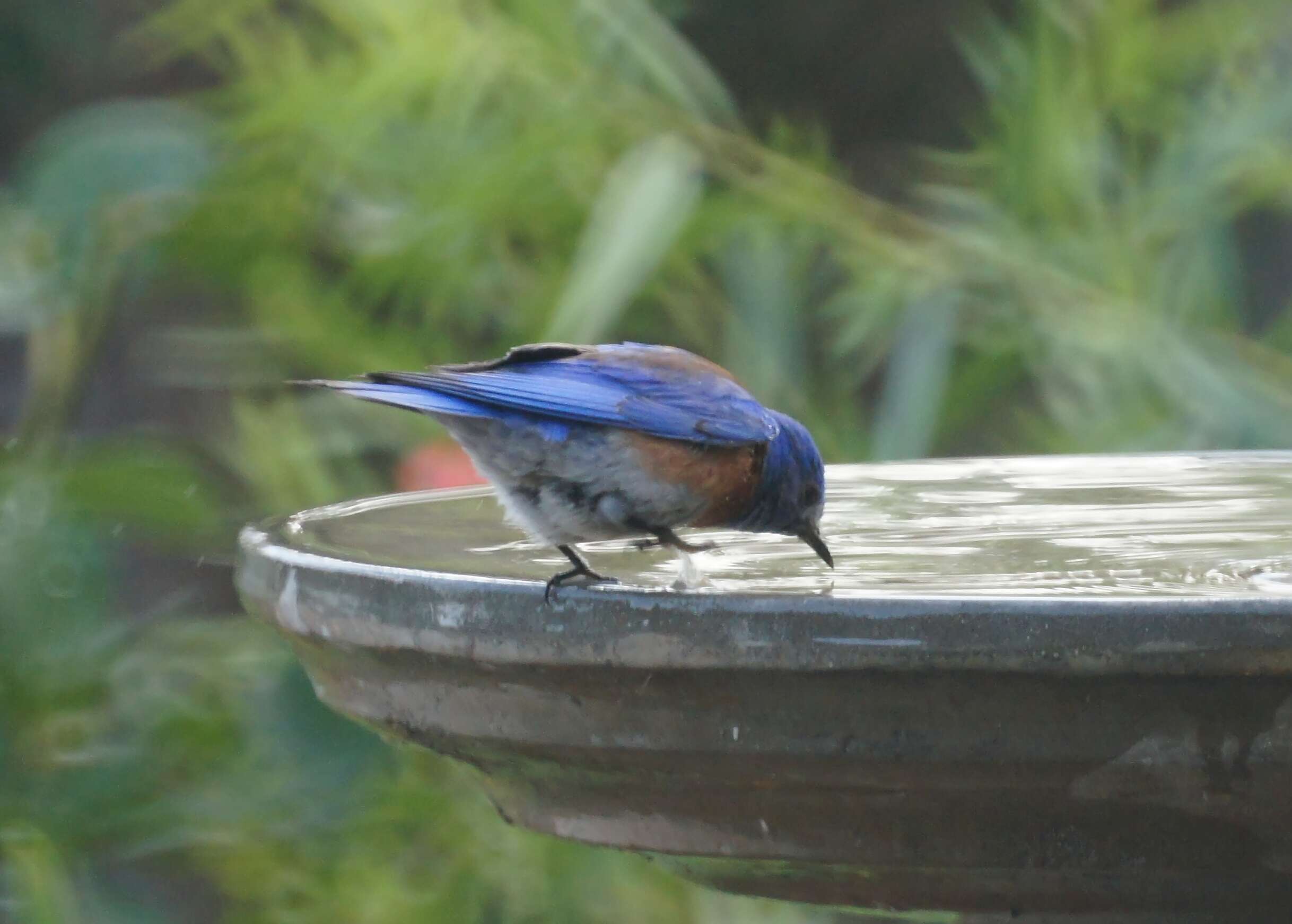 Image of Western Bluebird