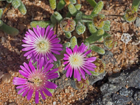 Image of Drosanthemum oculatum L. Bol.