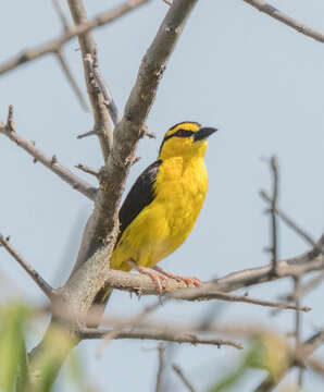 Image of Black-necked Weaver