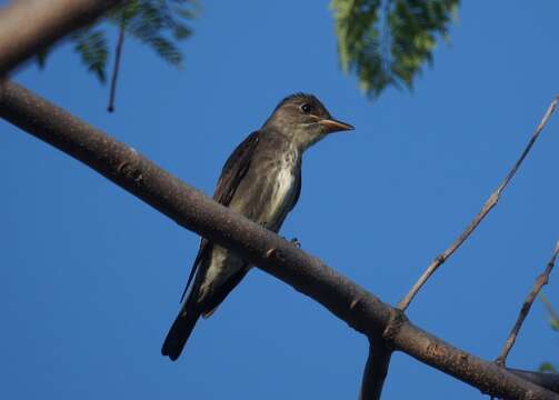 Image of Olive-Sided Flycatcher