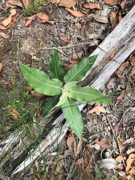 Image of Astrotricha latifolia Benth.