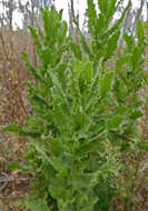 Plancia ëd Laennecia coulteri (A. Gray) G. L. Nesom