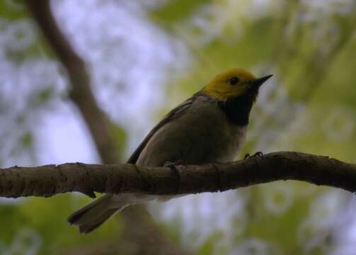 Image of Hermit Warbler