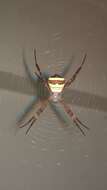 Image of Multi-coloured St Andrew's Cross Spider