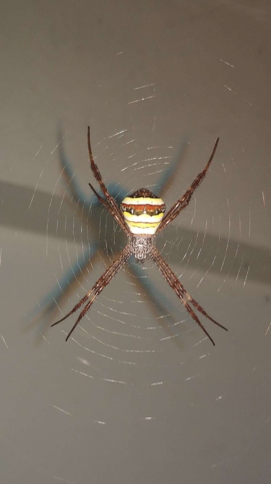 Image of Multi-coloured St Andrew's Cross Spider