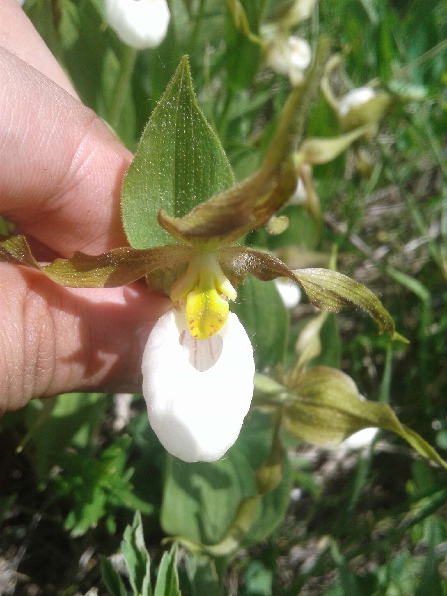 Imagem de Cypripedium montanum Douglas ex Lindl.