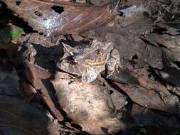 Image of Boie's Frog