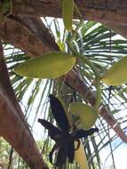 Image of Vanilla palmarum (Salzm. ex Lindl.) Lindl.