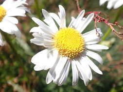 Image of Brachyscome nivalis F. Müll.