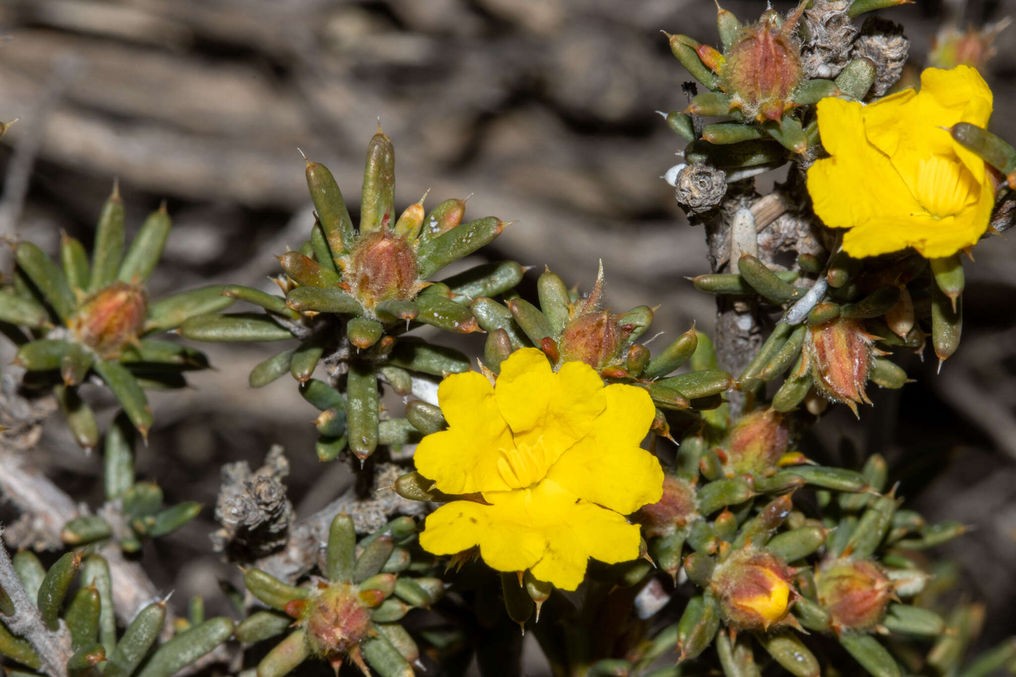 Image of Hibbertia axillibarba J. R. Wheeler