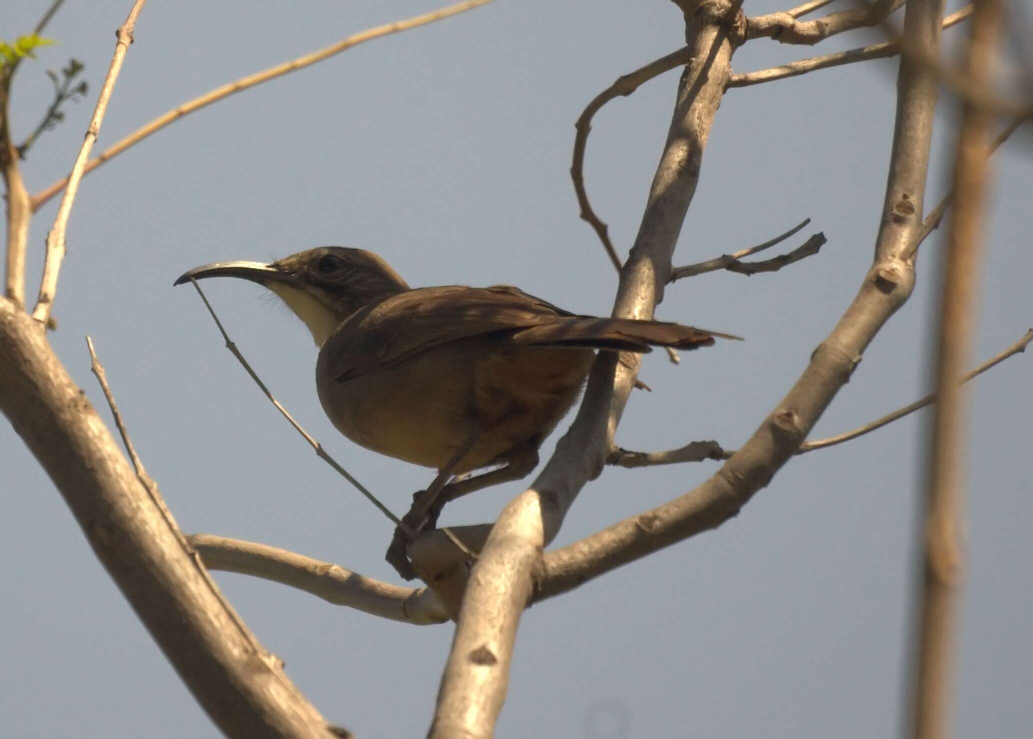 صورة Toxostoma redivivum (Gambel 1845)