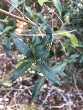 Image of Tricalysia delagoensis Schinz