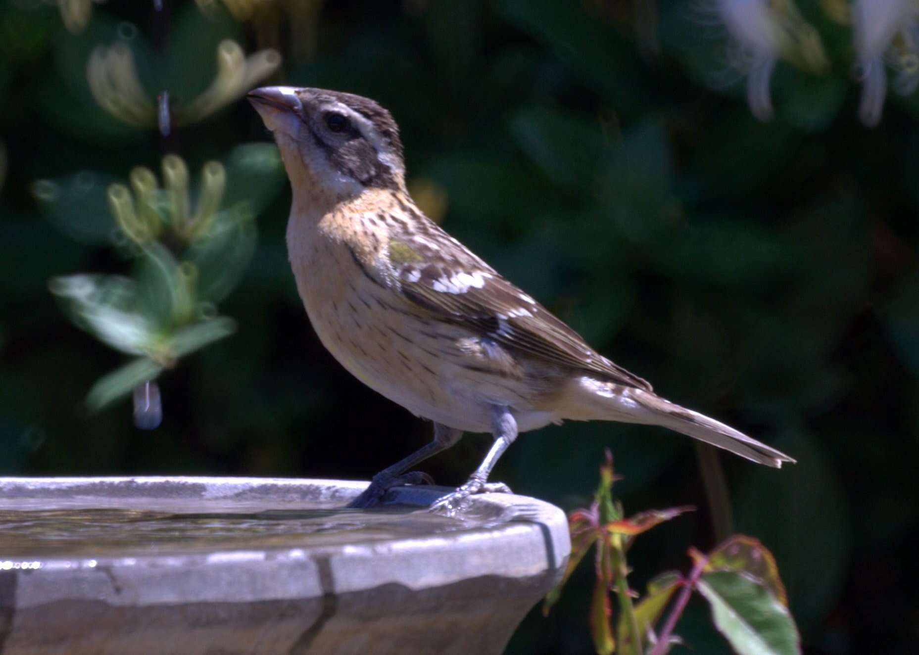 Image of Black-headed Grosbeak