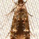 Sivun Homosetia fasciella (Chambers 1873) kuva