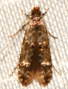 Sivun Homosetia fasciella (Chambers 1873) kuva