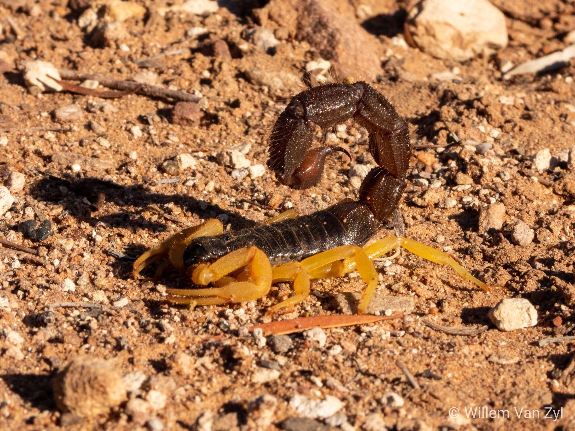 Sivun Parabuthus villosus (Peters 1862) kuva