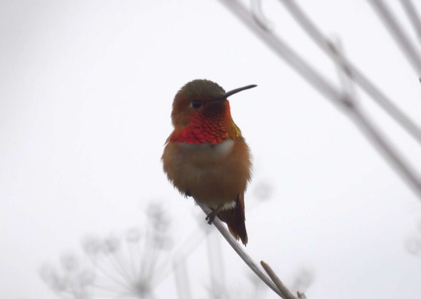 Image de Colibri roux