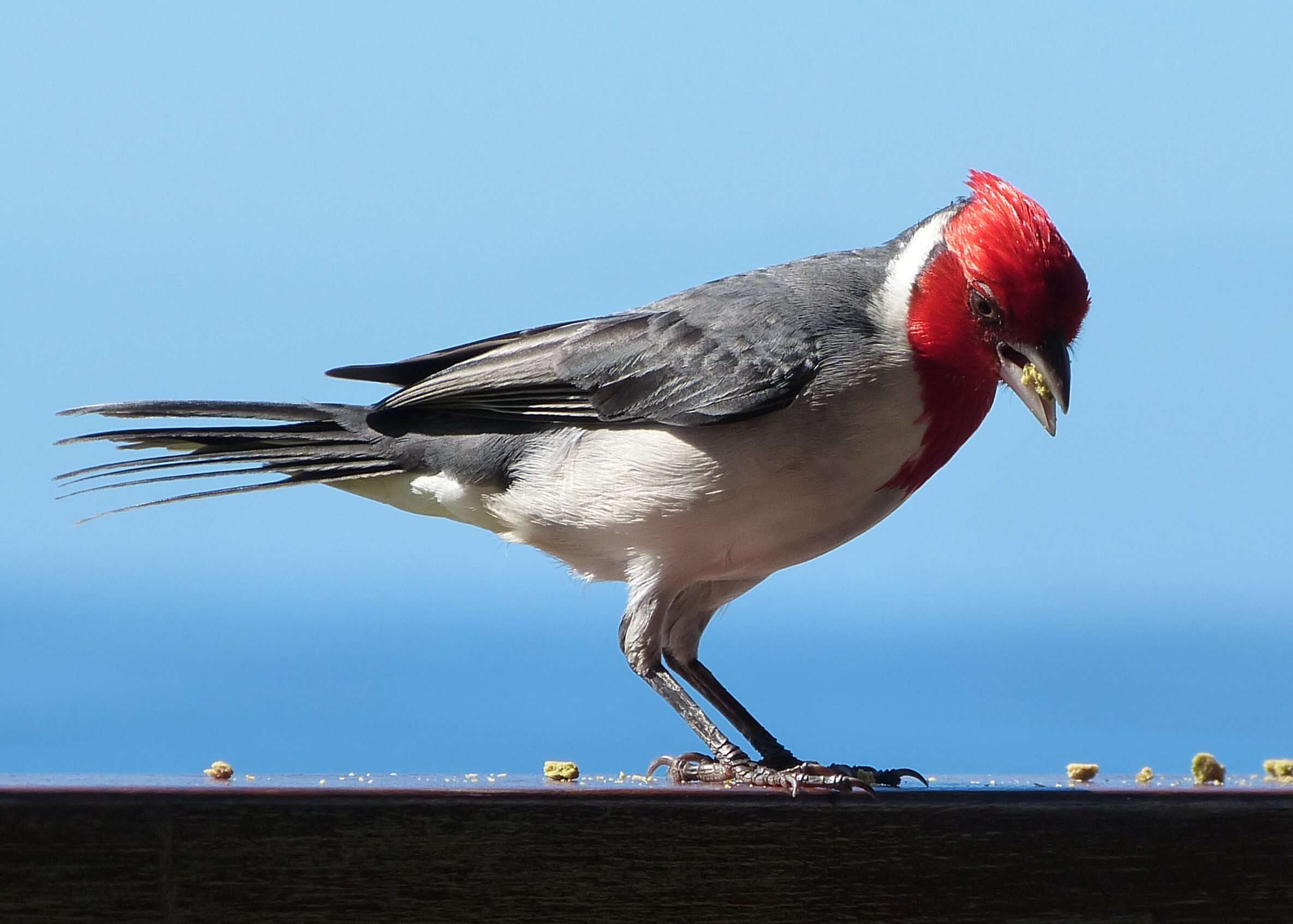 Image of Red-crested Cardinal