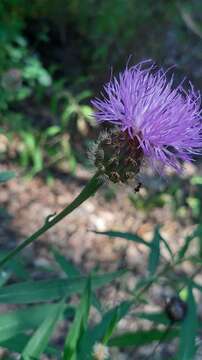 Cheirolophus sempervirens (L.) Pomel resmi