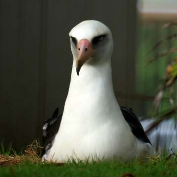 Image of Laysan Albatross