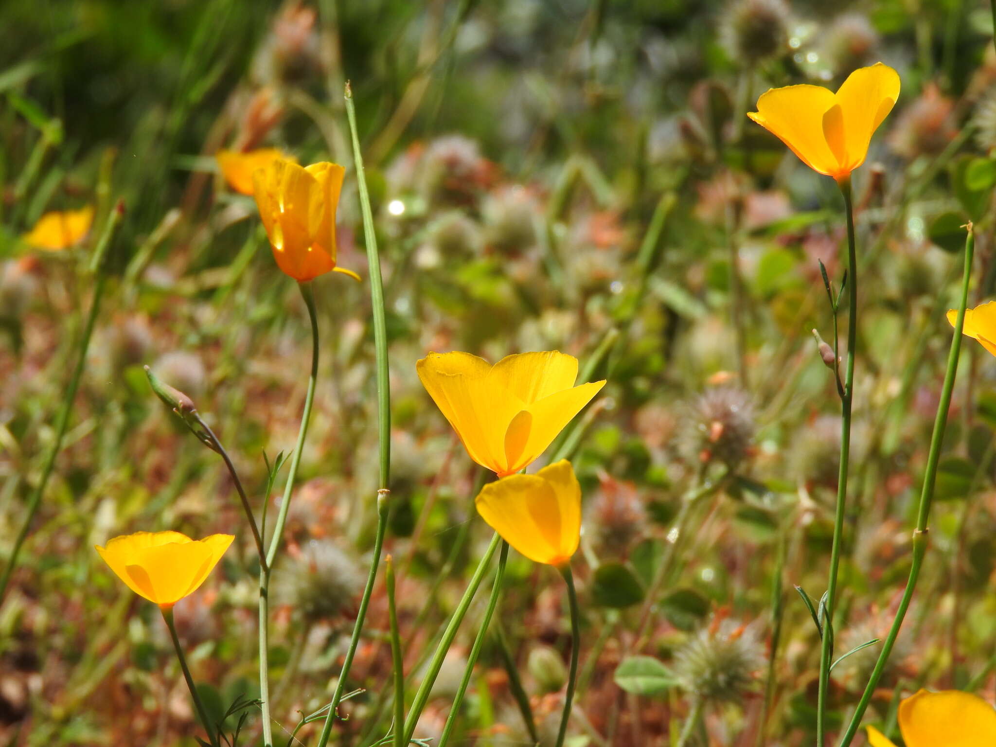 Image of tufted poppy