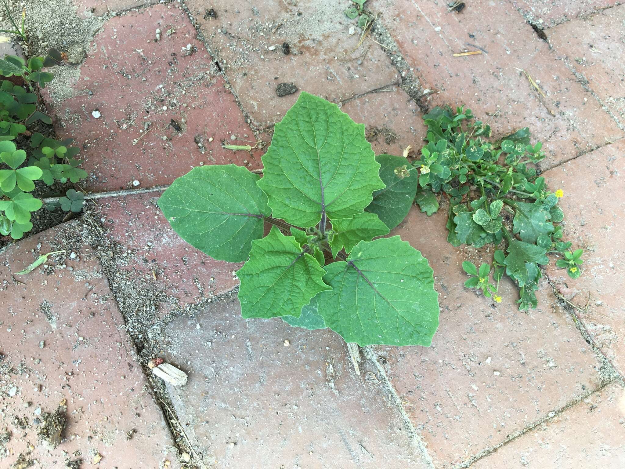 Image of strawberry-tomato