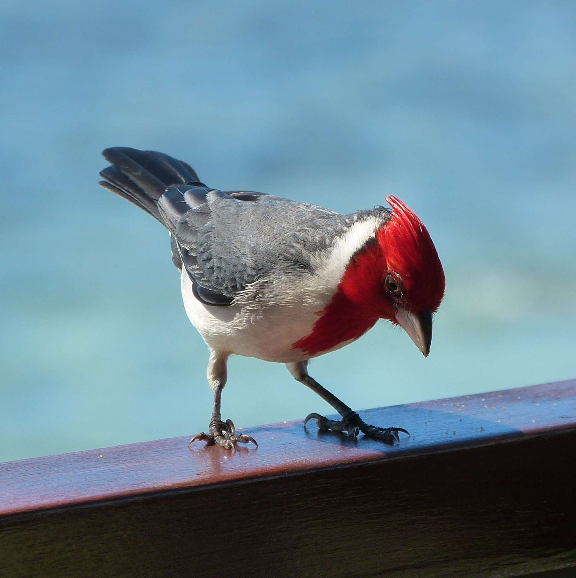 Image of Red-crested Cardinal