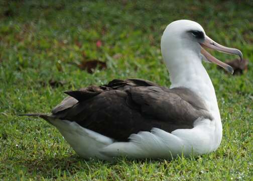 Image of Laysan Albatross