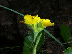 Image of Geum sylvaticum Pourret