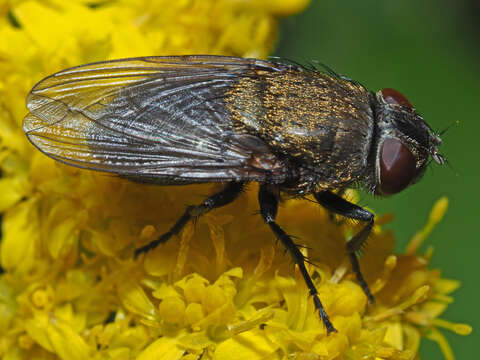 Image of Cluster fly