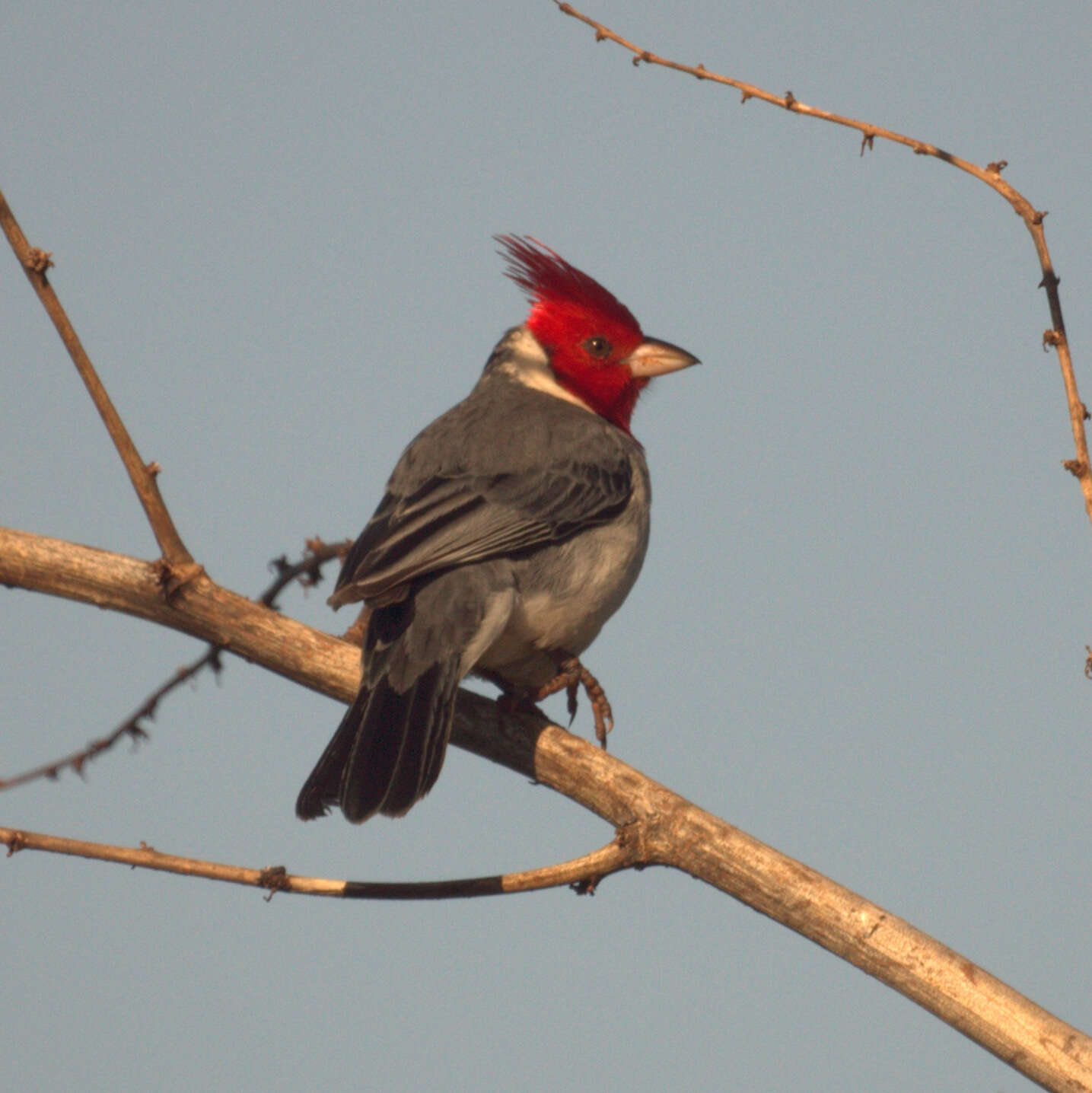 Image of Red-crested Cardinal