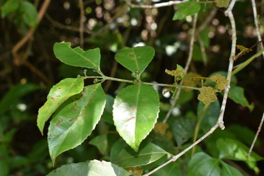 Image of Salacia arborea Peyr.