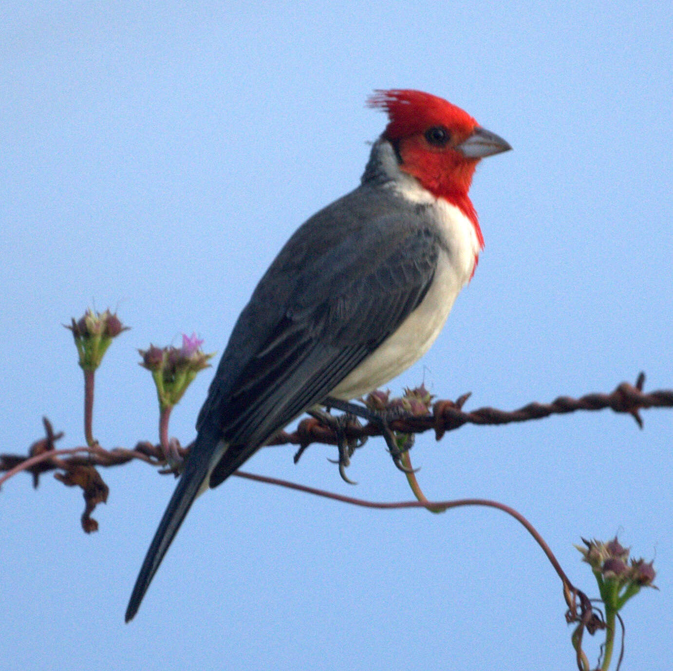 Image of Red-crested Cardinal