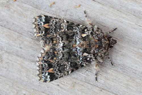 Image de Callopistria latreillei Duponchel 1827