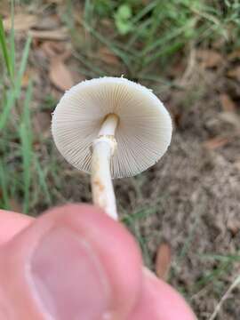 Image of Chlorophyllum hortense (Murrill) Vellinga 2002